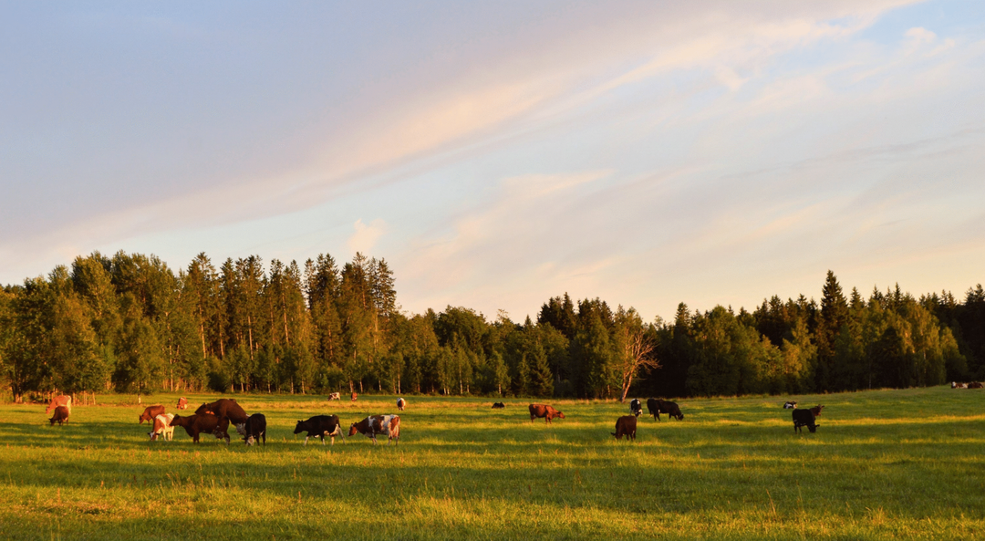 Why Investing in Farmland in North Texas is a Smart Move in 2025